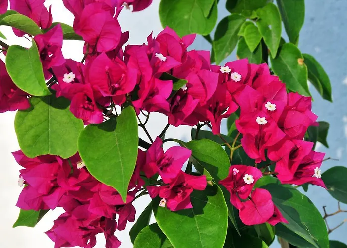 Kleopatra - Seaside * Koliósz